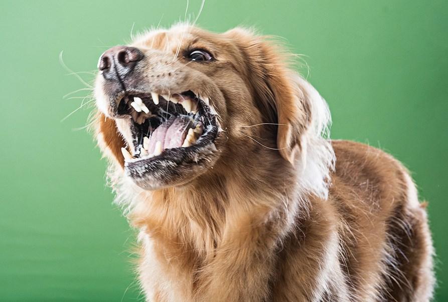 Подозрение на бешенство собаки в СНТ «АВТО-1127»