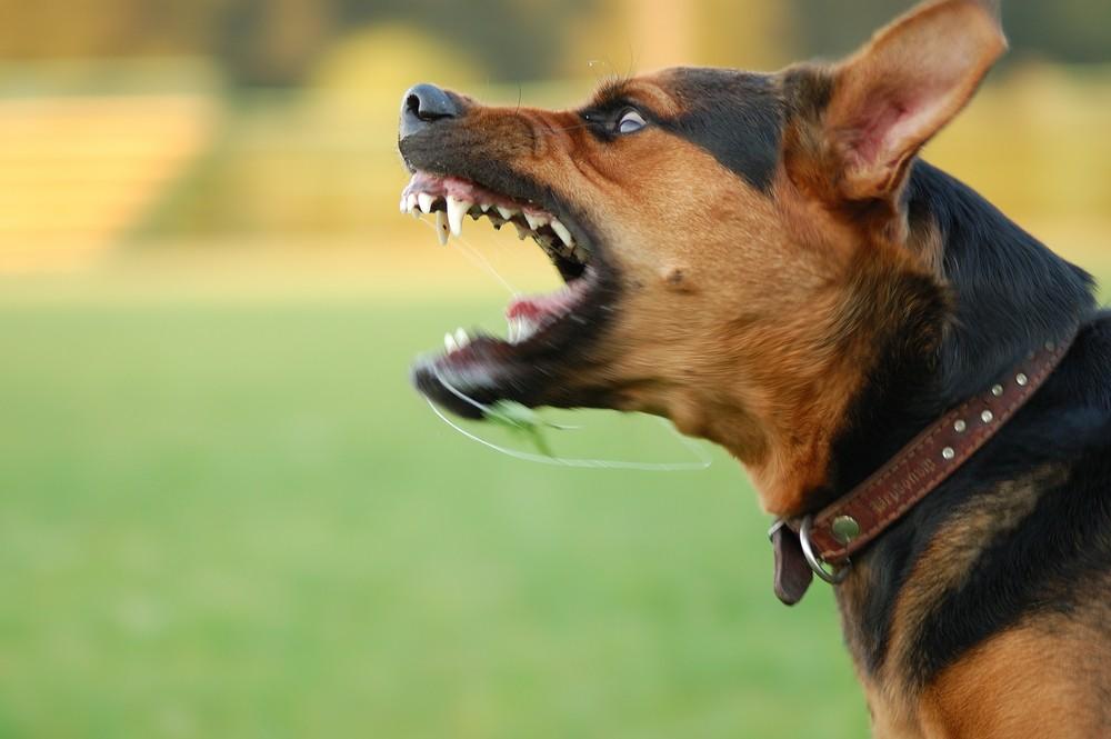 Подозрение на бешенство собаки на территории частного домовладения